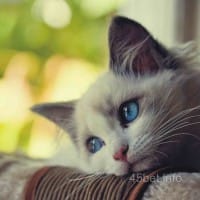 Ảnh đại diện người dùng Liễu Thùy My